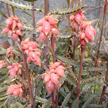 【4月の“摩訶不思議で怖い”雑草】お子様注意!ついに咲いた不死鳥錦の花を紹介!やっぱりキモイッ~!