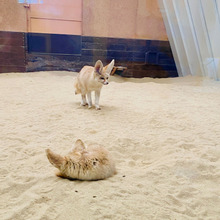 「福島県いわき市アクアマリンふくしま」珍しい海や陸の生き物