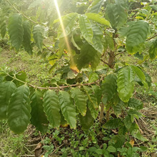 【琉球紀行 農園色々】「創意濃杯_coffee farm」「coach農園」