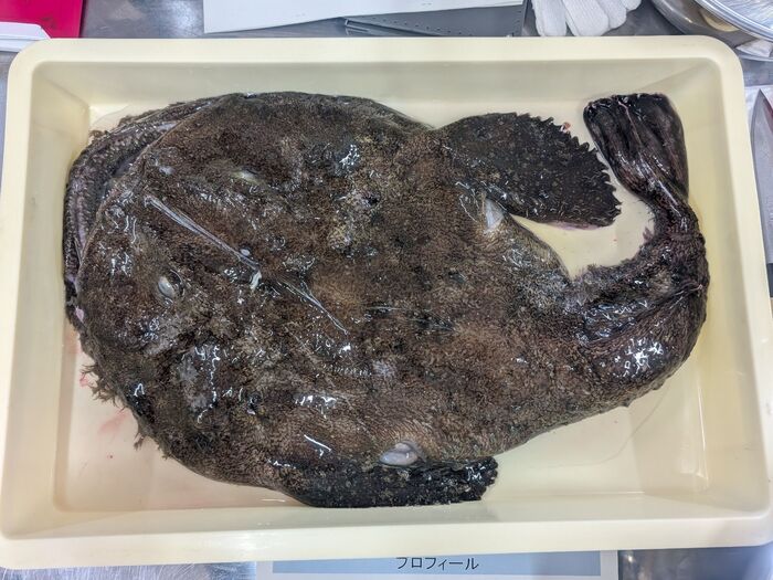 まさかこんなお魚も!