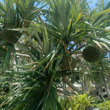 【琉球紀行 最終】Busenaと糸満回想。。。