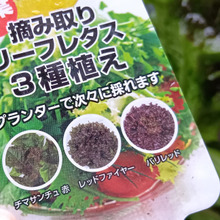 【節約】感動!家庭菜園でチマサンチュレタスだけが豊作?嬉しい誤算とおすすめの食べ方とは?