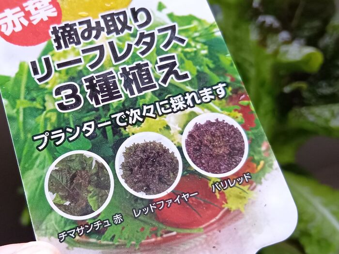 【節約】感動!家庭菜園でチマサンチュレタスだけが豊作?嬉しい誤算とおすすめの食べ方とは?