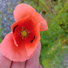 【4月道端の有毒雑草】オレンジ色のナガミヒナゲシに黒い斑点バージョンあり?花の黒いもの、昆虫?斑点?