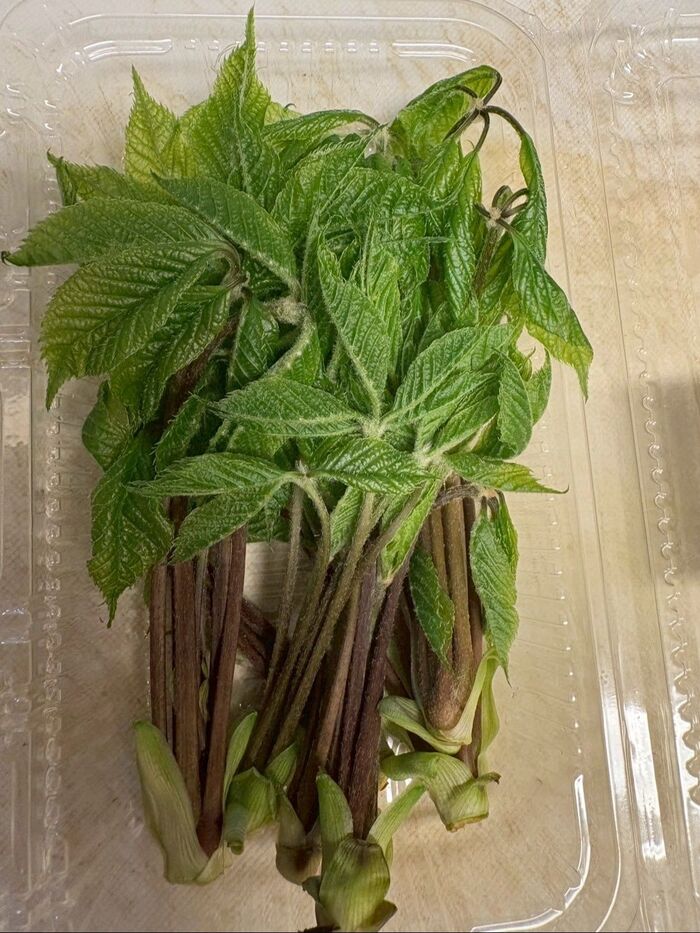産直でこれ見つけたら絶対買いです!<コシアブラ>