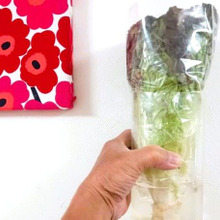 サニーレタスの最新情報「冷蔵庫で育てる」新提案