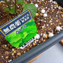 節約派必見!小さなベランダで青しそを美味しい状態でたくさん増やすには?