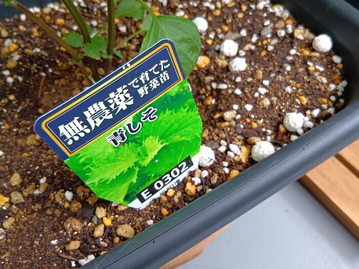 節約派必見!小さなベランダで青しそを美味しい状態でたくさん増やすには?