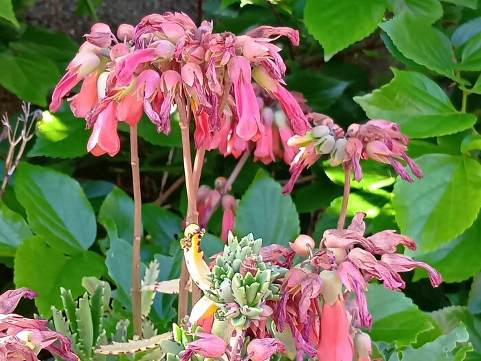 【5月の有毒雑草】お子様注意!不死鳥という名のつく雑草の繁殖がヤバい!