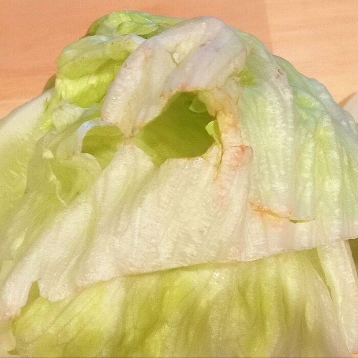 5日後の処理なしレタス