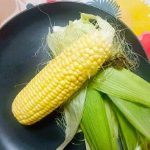 季節到来〈ゴールドラッシュ〉。糖度は驚愕の「18度」