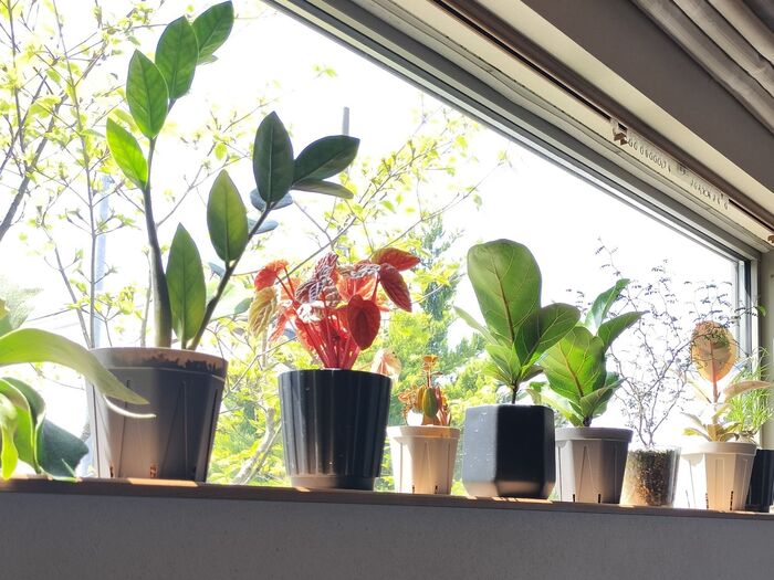 5月は観葉植物はじめどき!