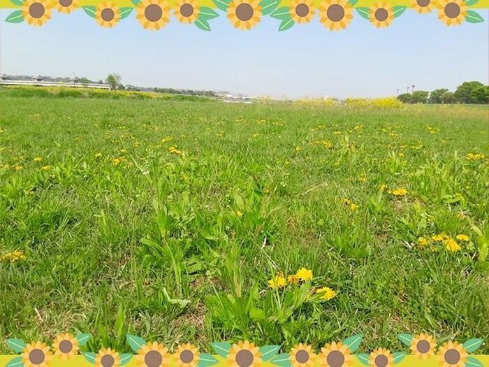 【多摩川の土手は宝の山!】春の野草散歩で見つけた可愛い植物たち【写真多数・遊び方&雑学満載】