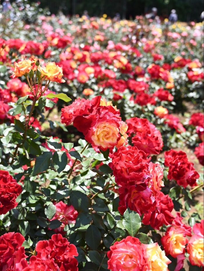 都立神代植物公園の春のバラフェスタが開催中!