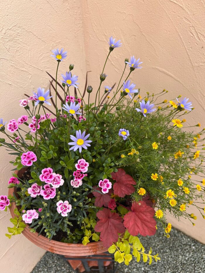 見切り品の花の苗もまだまだ見ごたえあり!