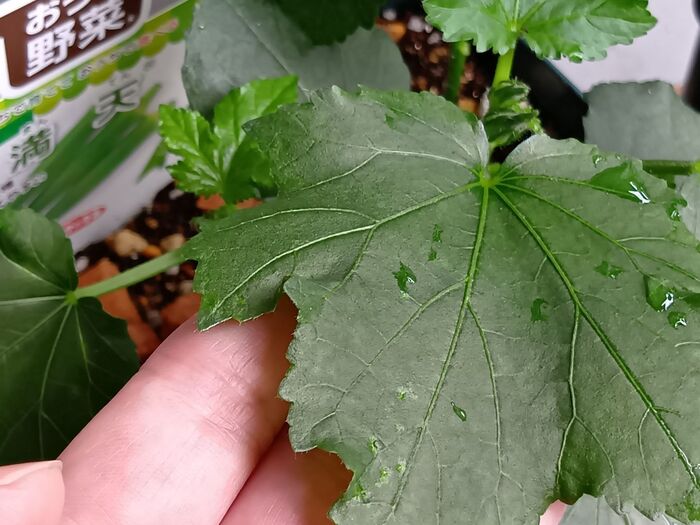 オクラを初めて植えてみた!なんじゃこれ~!葉っぱの裏の秘密に驚きまくる!ミニキュウリの花、開花!