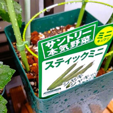 小さな鉢でミニキュウリ栽培!えっ!!っと思った、育てて分かった驚きの真実!