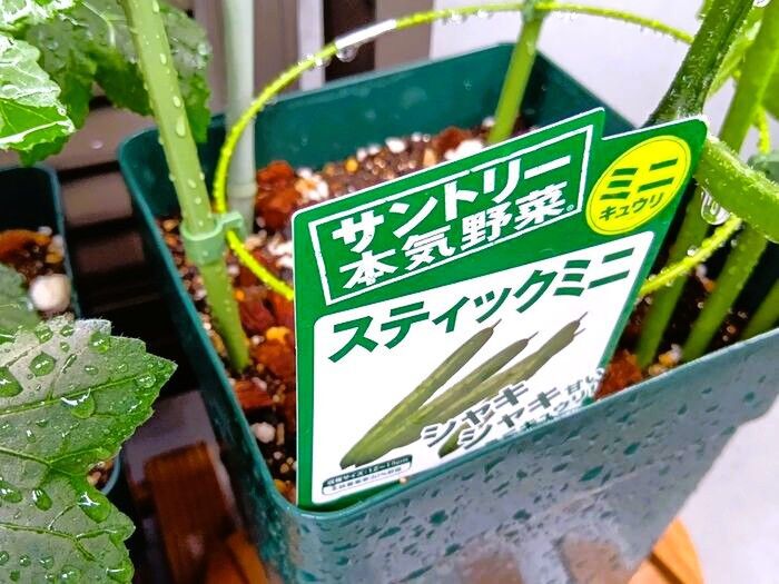 小さな鉢でミニキュウリ栽培!えっ!!っと思った、育てて分かった驚きの真実!