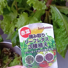 再び育てたくなった!リーフレタス3種の中でお気に入りは「サンチュ」でした!花はどんなの?