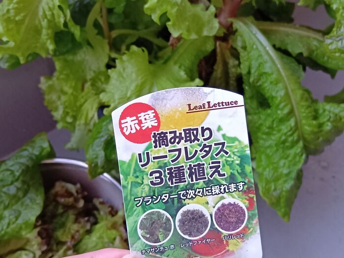 再び育てたくなった!リーフレタス3種の中でお気に入りは「サンチュ」でした!花はどんなの?