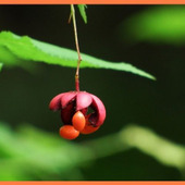 ツリバナの育て方と魅力【ツリバナマユミ/ Spindle tree】