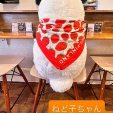 【すぱいすなかりー達 206/300】 パンダの寝床 キーマカレー