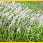 「茅(ちがや)」とは?茅の輪くぐりの作法や茅を使ったお守りの作り方まで徹底解説!