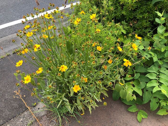 オオキンケイギクは『特定外来生物』