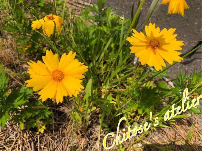 見た目の可愛さに騙されないで〜!持って帰ったら絶対ダメ