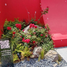 【関西万博】インパクト抜群!「赤いイメージ」のおしゃれパビリオン3選 ~オマーン・モナコ・フランス~