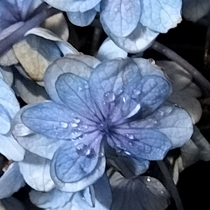 摘み取って15日目の紫陽花!手間をかけずに、紫陽花の切り花を長持ちさせる方法!延命剤は使いません!