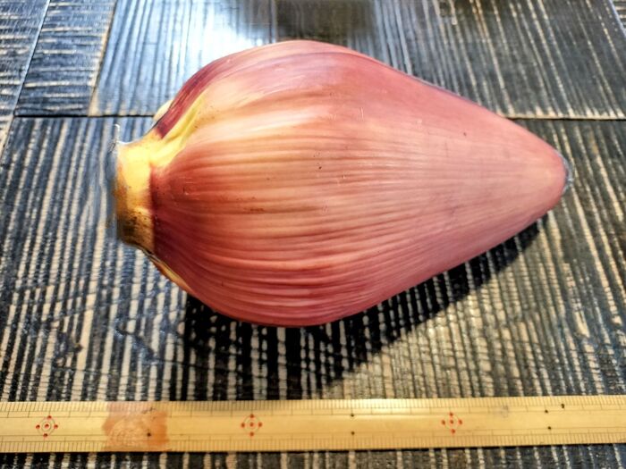 この食べられる大きな花、ご存知ですか?魚醤にんにくダレが合う〜誰もが知っている甘くて黄色い実がなる!