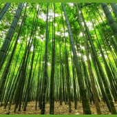 七夕と竹の関係とは?歴史・飾りの由来をわかりやすく解説|巻きすランタンDIYも紹介!