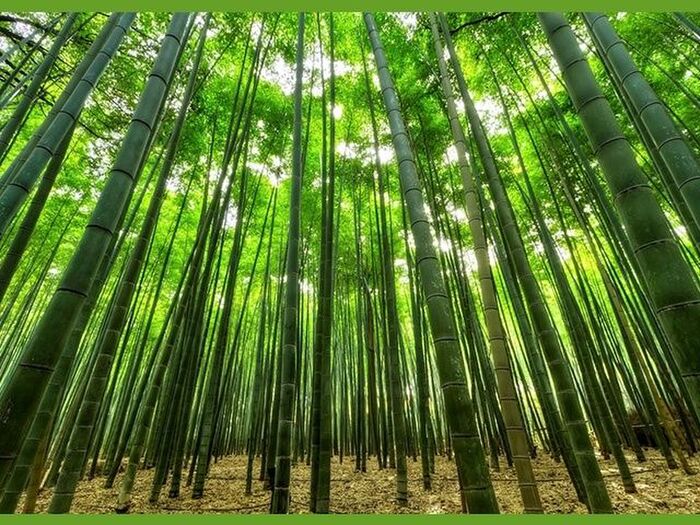 七夕と竹の関係とは?歴史・飾りの由来をわかりやすく解説|巻きすランタンDIYも紹介!
