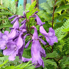 USJ新エリア「ドンキーコングのクレイジー・トロッコ」最高!?エリア内のノウゼンカズラ科の花、安全?