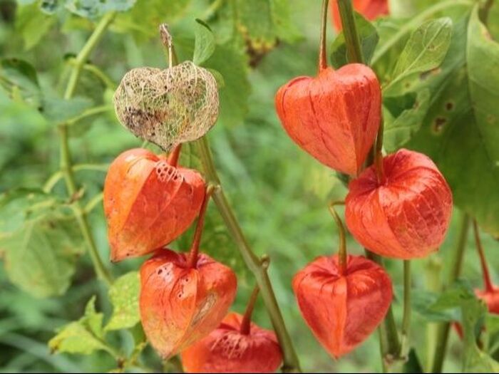 3.お盆にホオズキを飾る理由とは?