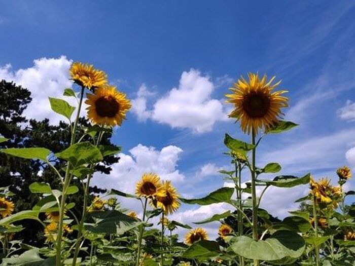 『手のひらを太陽に』