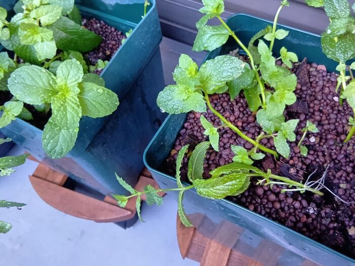 この2つのプランターは、カットしたミントに根が出てから植えたものなんです