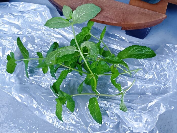 とても丈夫で、初心者でも育てやすい。生育期には、水に挿しておくだけで根が出てくるほど