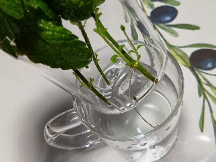 簡単な小さな手仕事で増やすことができます!紅茶用の専用カップが一番使いやすい!