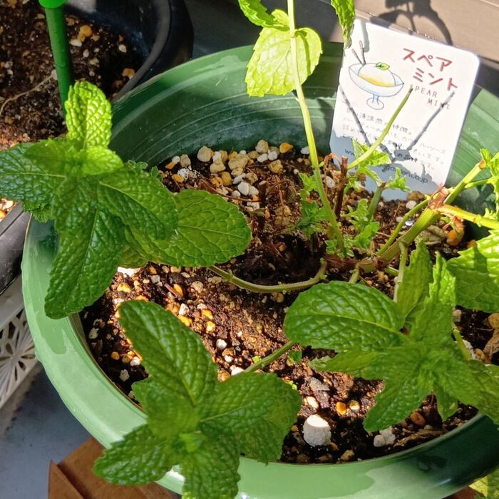 こちらは『スペアミント』です!