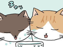 ねこが2匹でお水を飲むと…【てらねこミー子の日常】