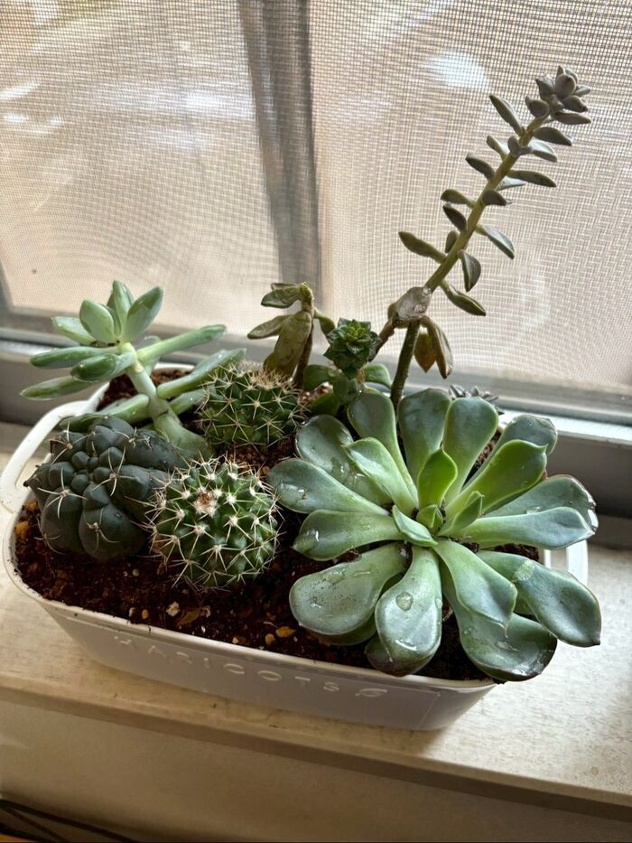 100均で私が一番楽しみにしているのは多肉植物の寄せ植え!