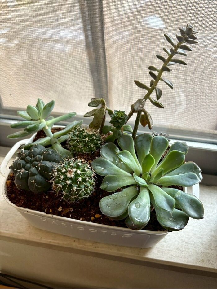 100均で私が一番楽しみにしているのは多肉植物の寄せ植え!