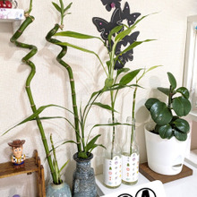 水で楽して育てちゃうバンブー