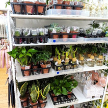 日々の成長&育てる楽しさが味わえる観葉植物たち