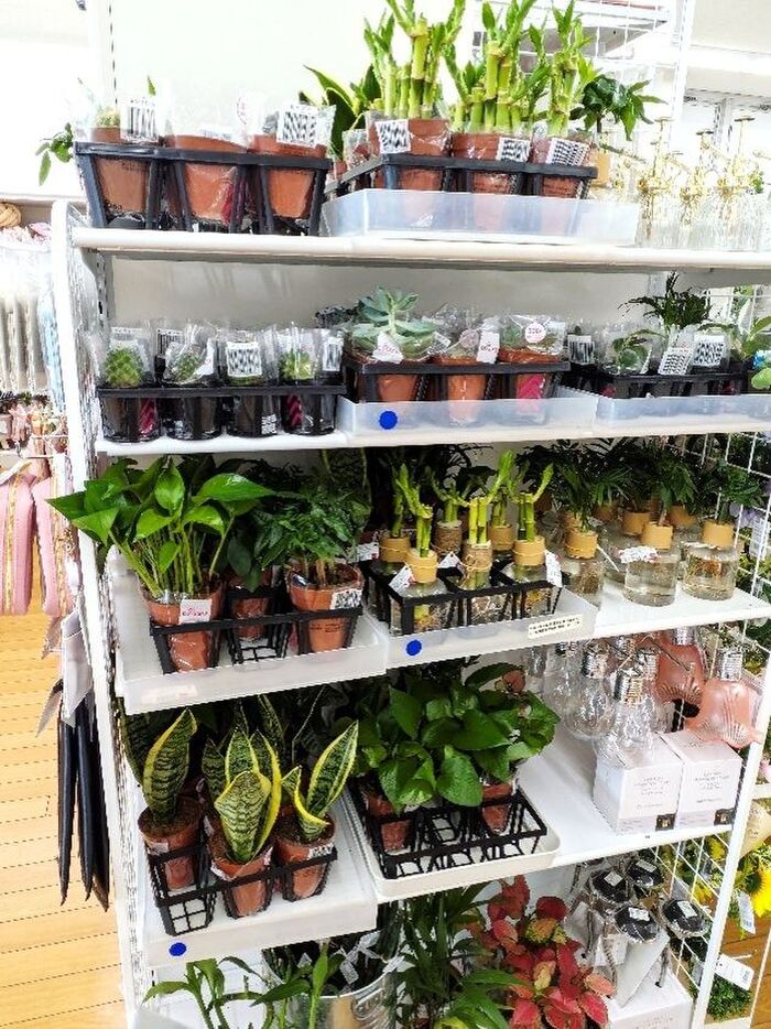 日々の成長&育てる楽しさが味わえる観葉植物たち