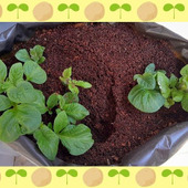 カルビー「ポテトバッグ」でじゃがいも栽培と収穫体験