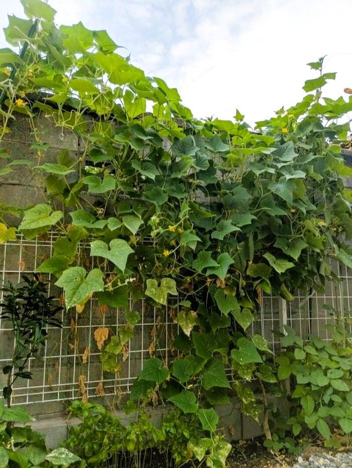 我が家の家庭菜園きゅうり、収穫出来ました!!