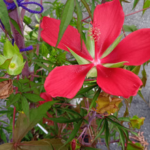 この図太い植物は毒があるの?安全なの?今年も雑草化した『モミジアオイ』が種をつけたよ。数えてみた!